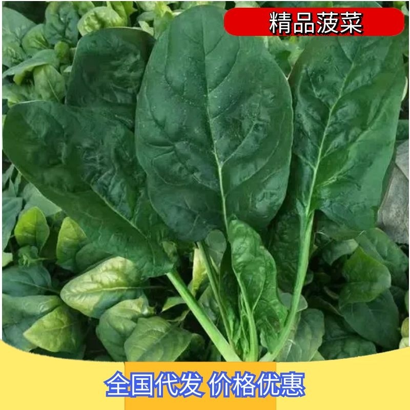【HOT】优质供货电商，大叶菠菜，山东金乡，一手货源价优