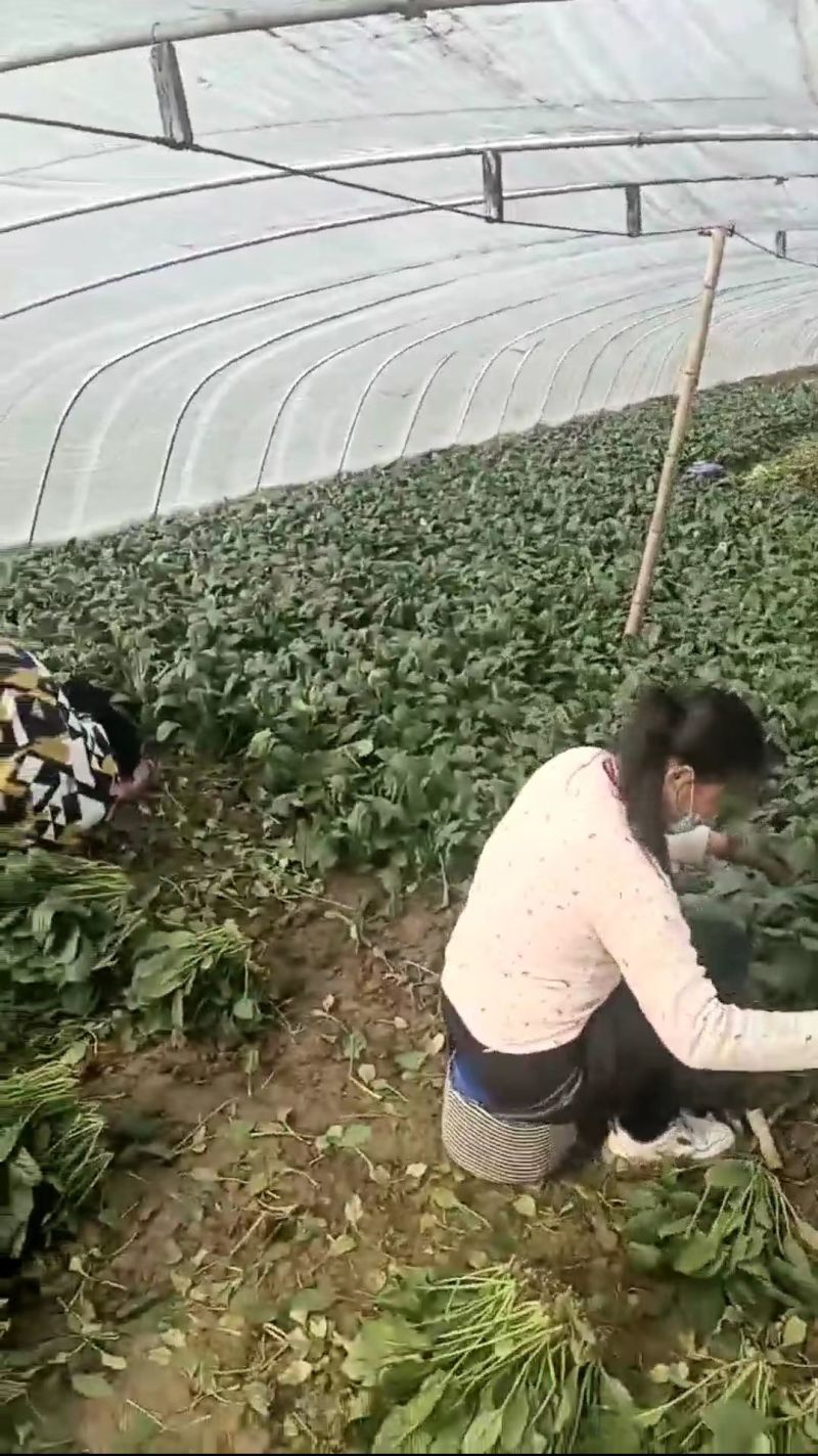 【HOT】优质供货电商，大叶菠菜，山东金乡，一手货源价优