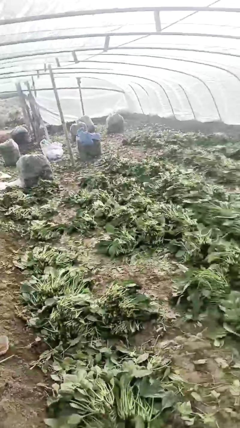 【HOT】优质供货电商，大叶菠菜，山东金乡，一手货源价优