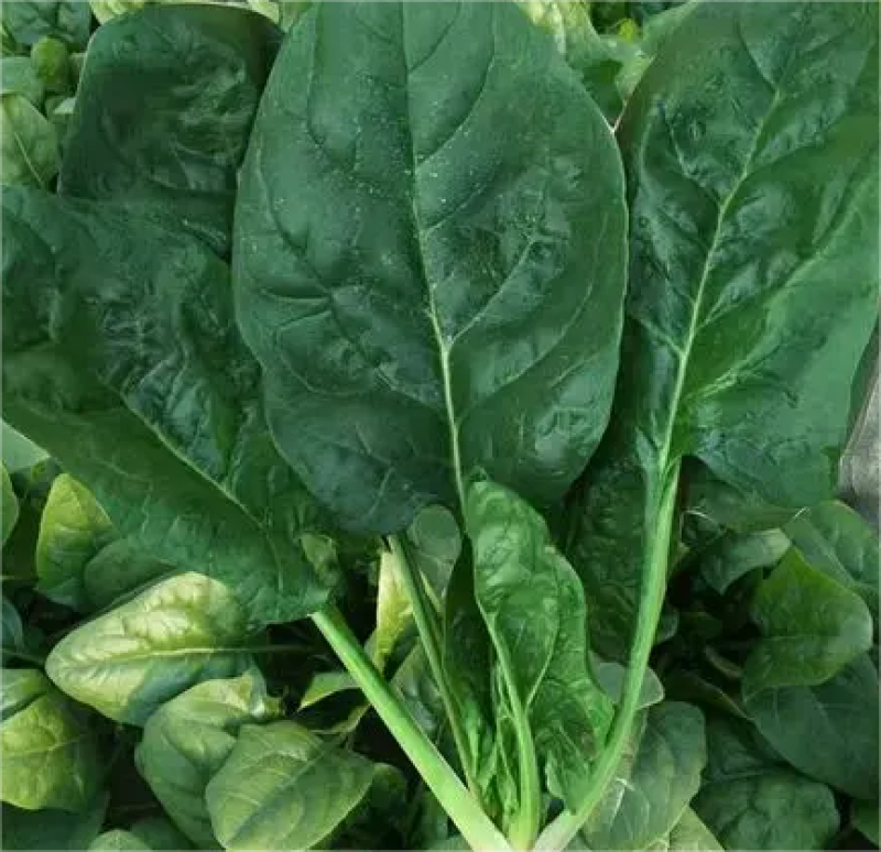 【HOT】优质供货电商，大叶菠菜，山东金乡，一手货源价优