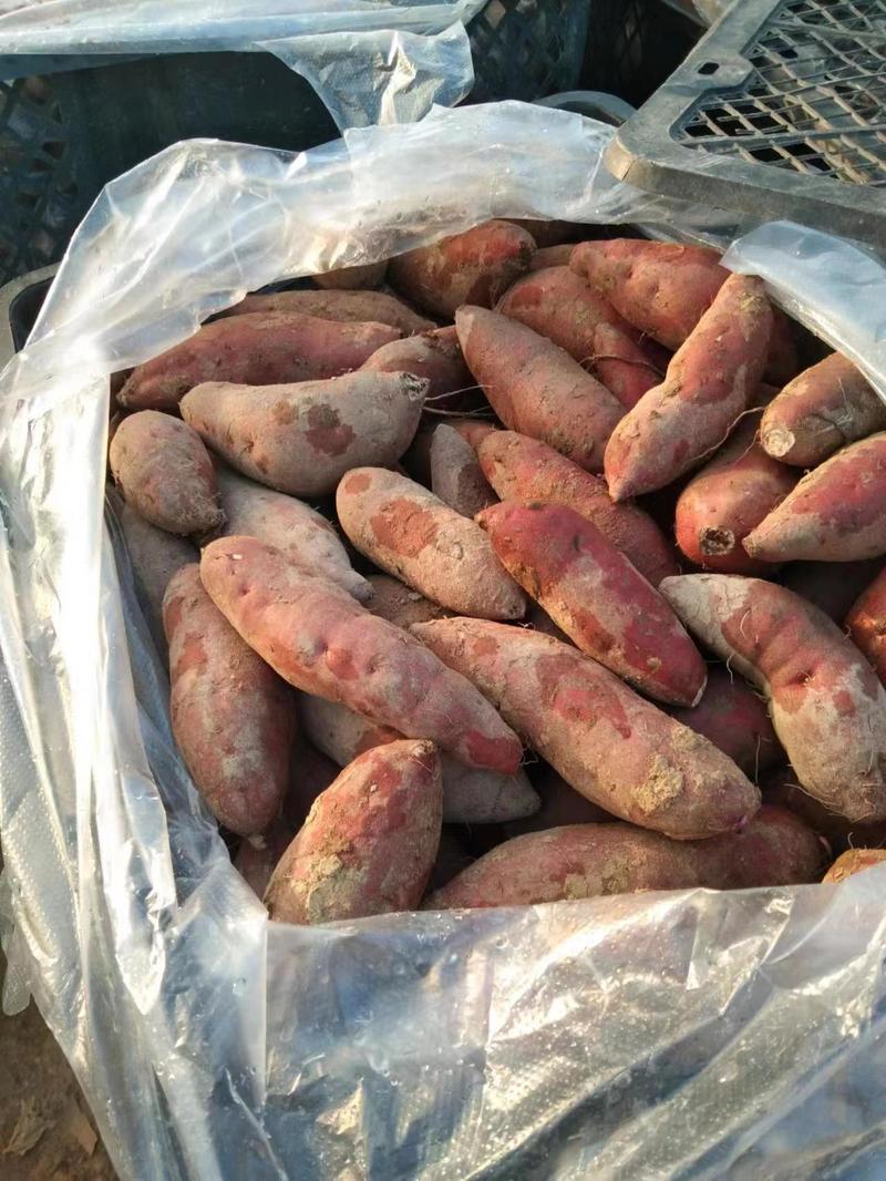 【香薯】浙江基地直供质量保证黄心红薯干面香甜欢迎订购