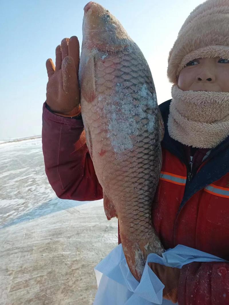 黑龙江渔场鲤鱼对接东北地区可实地视频验货对接电商可一件代发