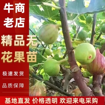 【视频看货】无花果树苗大量预售一手货源品质保证