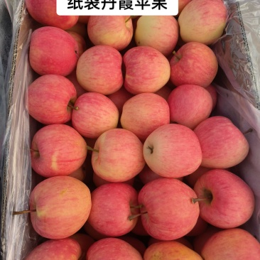 丹霞苹果品质保证产地直发可视频看货欢迎咨询