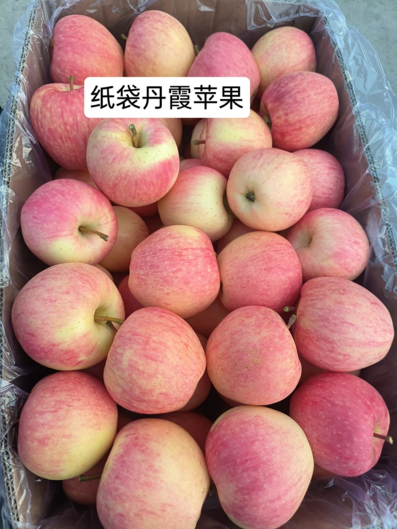丹霞苹果品质保证产地直发可视频看货欢迎咨询