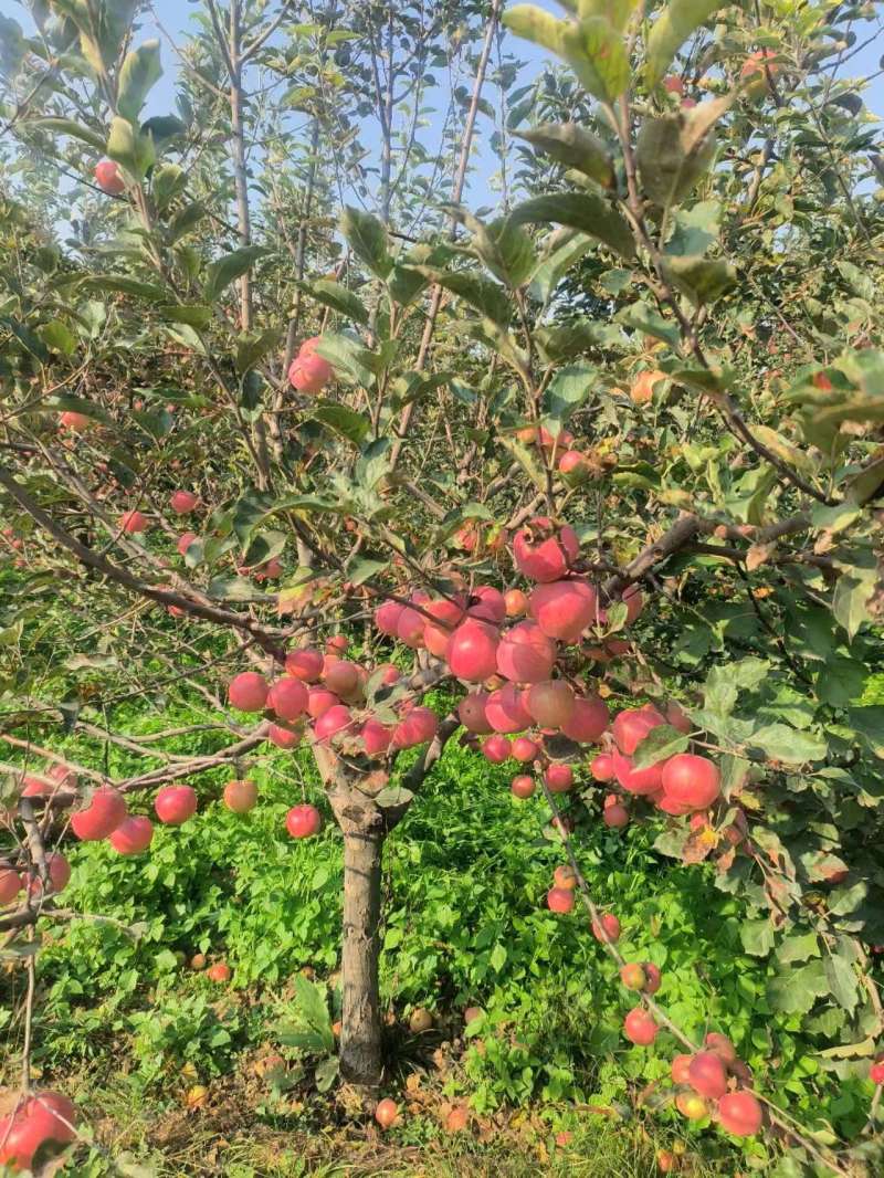 丹霞苹果品质保证产地直发可视频看货欢迎咨询