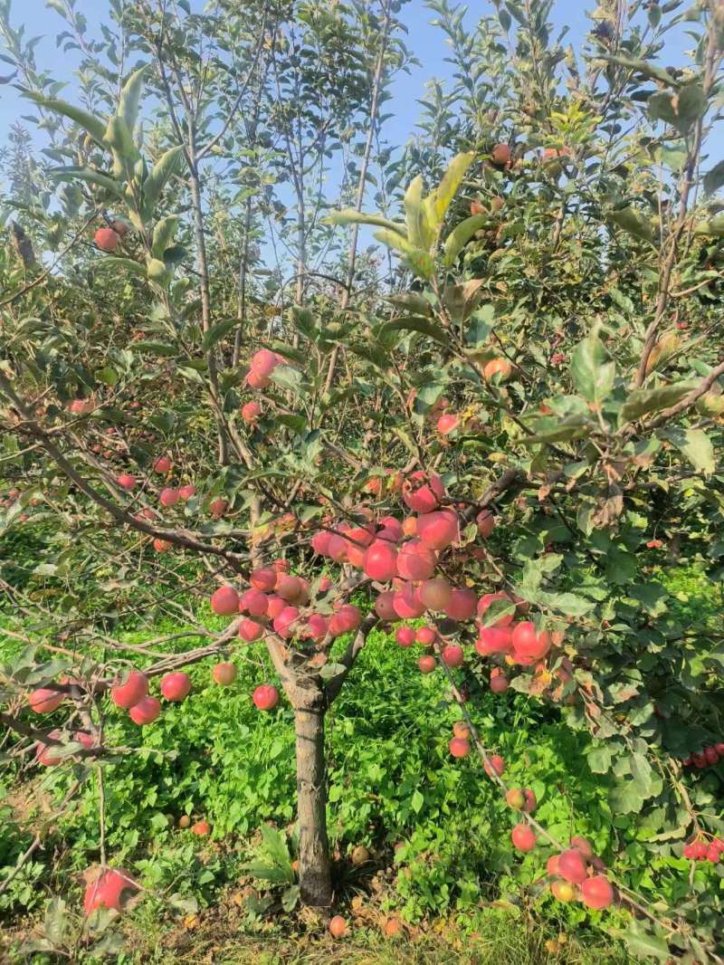 丹霞苹果品质保证产地直发可视频看货欢迎咨询