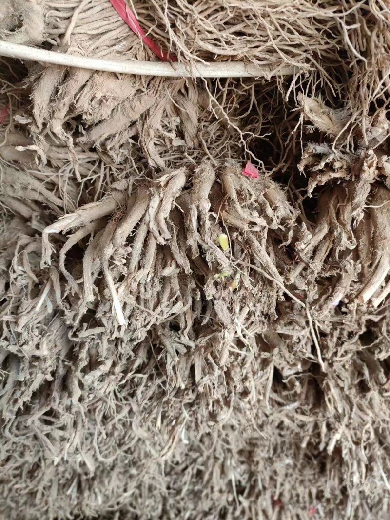 韭菜根根系粗壮成活率高，货源充足，发芽率好，电联采购