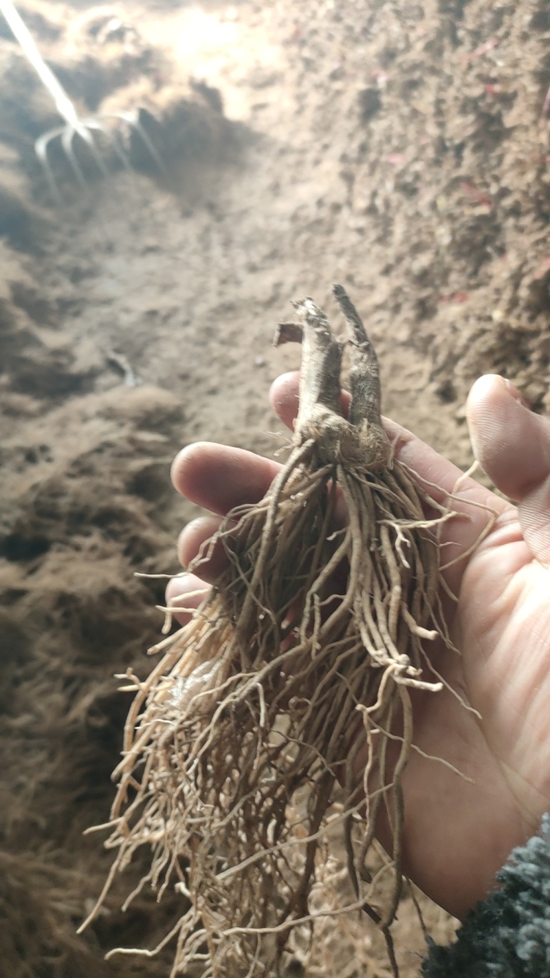 韭菜根根系粗壮成活率高，货源充足，发芽率好，电联采购