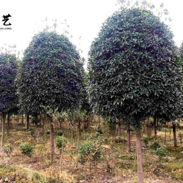精品丹桂8-15公分成都桂花树苗木基地直供园林绿化苗