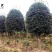精品丹桂8-15公分成都桂花树苗木基地直供园林绿化苗