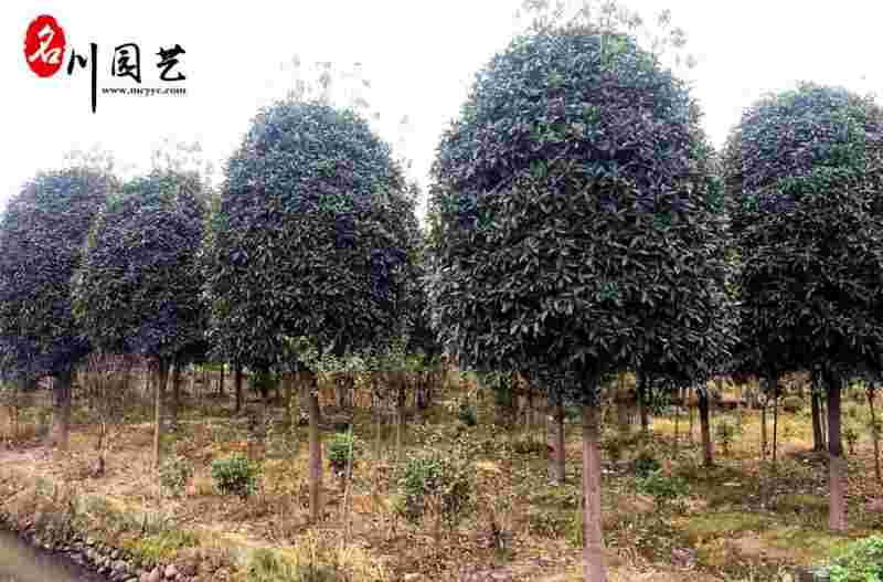 精品丹桂8-15公分成都桂花树苗木基地直供园林绿化苗