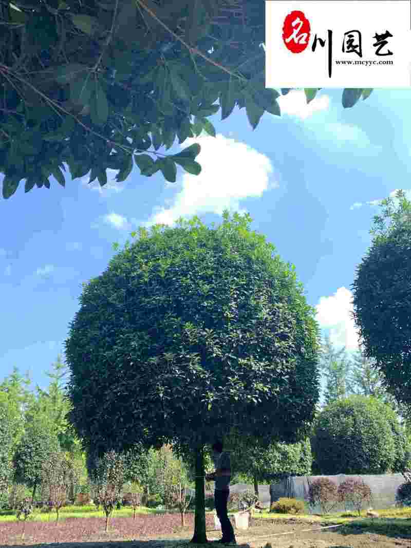精品丹桂8-15公分成都桂花树苗木基地直供园林绿化苗