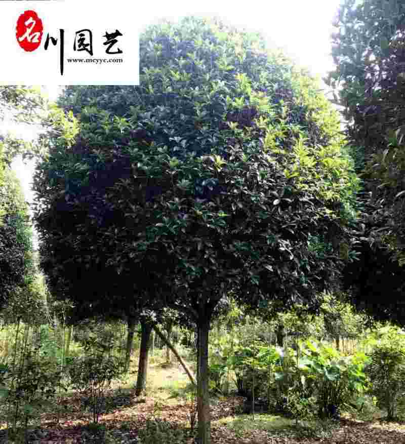 精品丹桂8-15公分成都桂花树苗木基地直供园林绿化苗