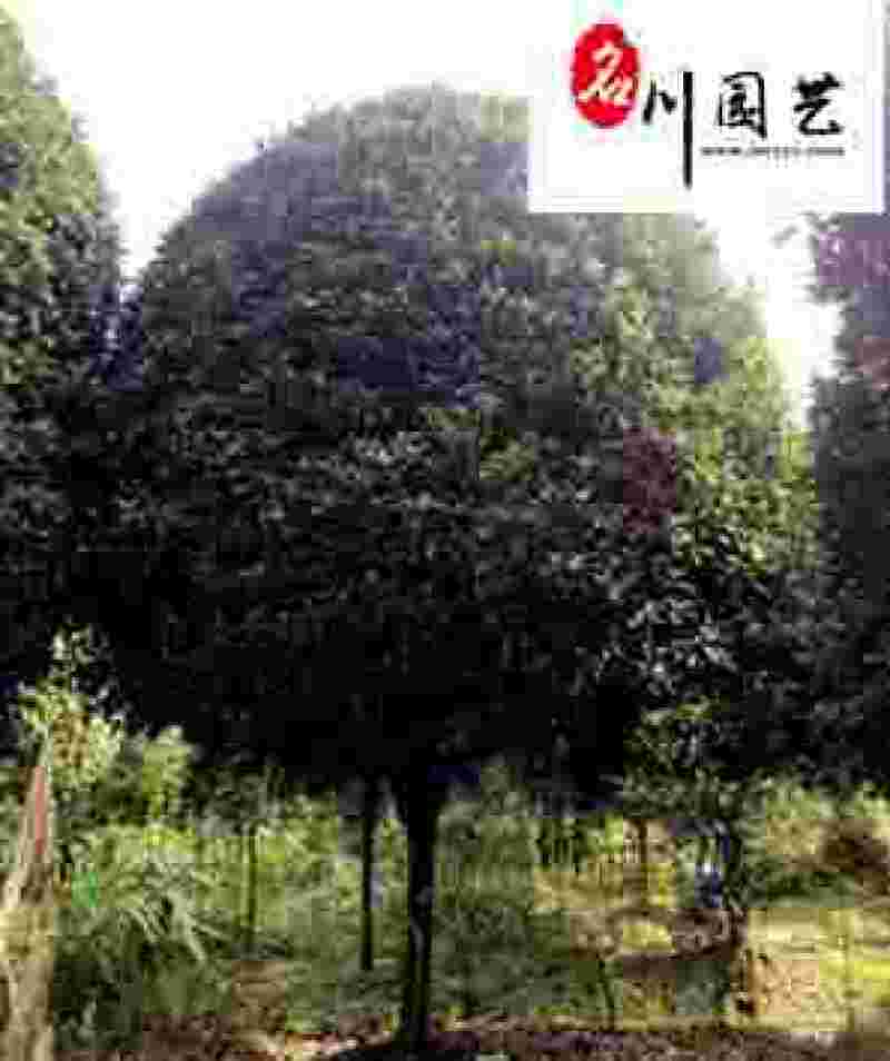精品丹桂8-15公分成都桂花树苗木基地直供园林绿化苗