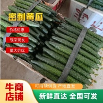 密刺黄瓜顶花带刺基地供货新鲜现摘量大从优电联采购