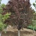 13公分红叶李