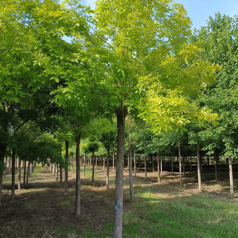 13公分红叶李