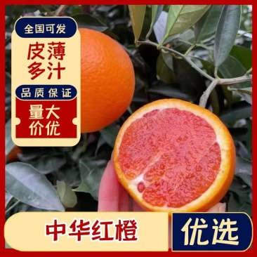血橙/中华红橙/湖北宜昌中华红橙/供应电商/产地直发