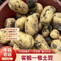 【热卖土豆】黄心实验一号土豆内蒙古产地直发全国市场视频拿货