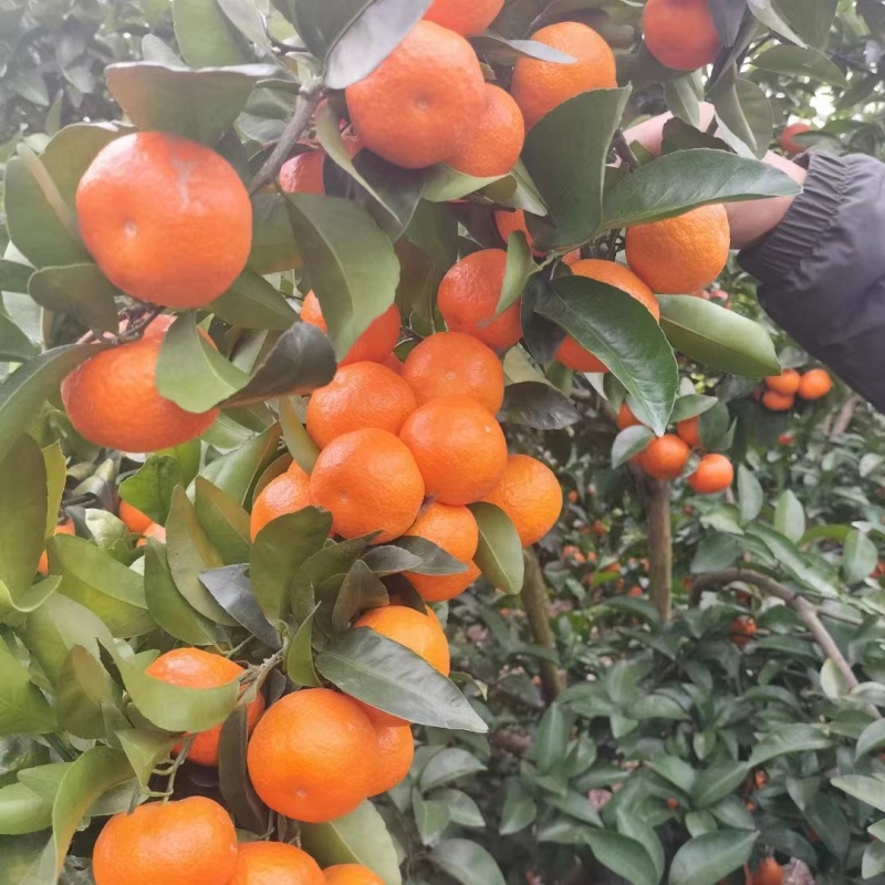 广西产地柑橘精品砂糖橘上市对接商超批发商欢迎咨询