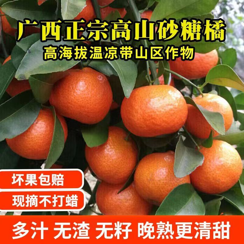 广西产地柑橘精品砂糖橘上市对接商超批发商欢迎咨询