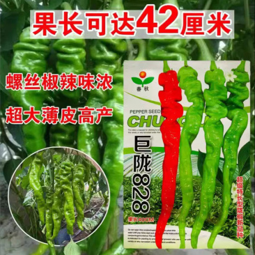 巨陇828陇椒种子超大果特大辣椒种孑螺丝椒早熟皮薄超辣