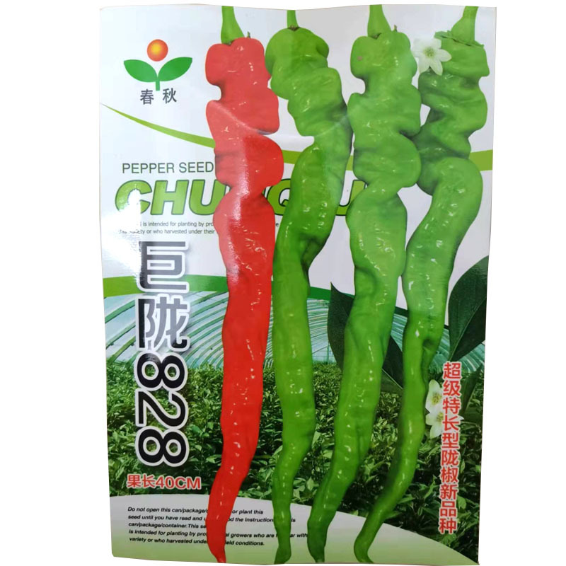 巨陇828陇椒种子超大果特大辣椒种孑螺丝椒早熟皮薄超辣