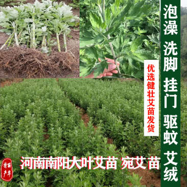 艾草苗种苗批发南阳艾宛艾药用艾苗大叶艾出绒量高精品艾苗