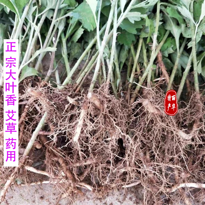 艾草苗种苗批发南阳艾宛艾药用艾苗大叶艾出绒量高精品艾苗