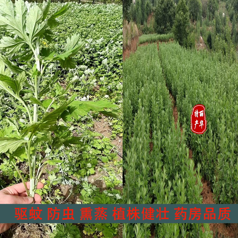 艾草苗种苗批发南阳艾宛艾药用艾苗大叶艾出绒量高精品艾苗