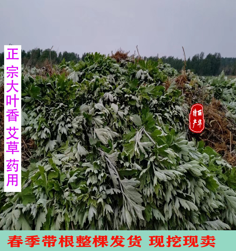 艾草苗种苗批发南阳艾宛艾药用艾苗大叶艾出绒量高精品艾苗