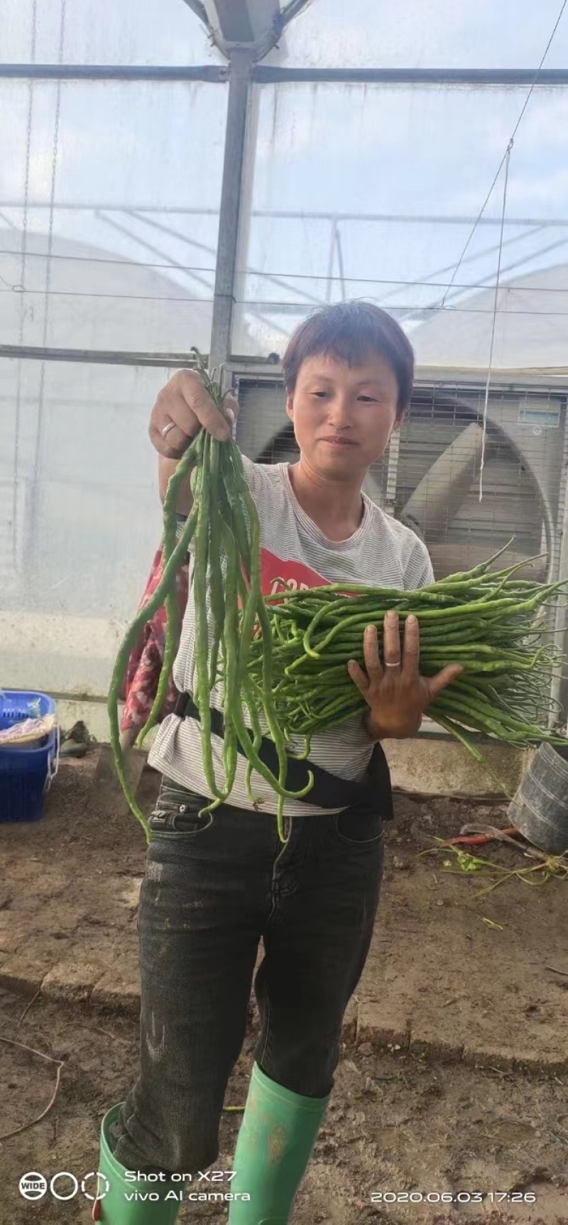 火辣二号超长线椒种子辣味浓郁产量高基地菜农优选