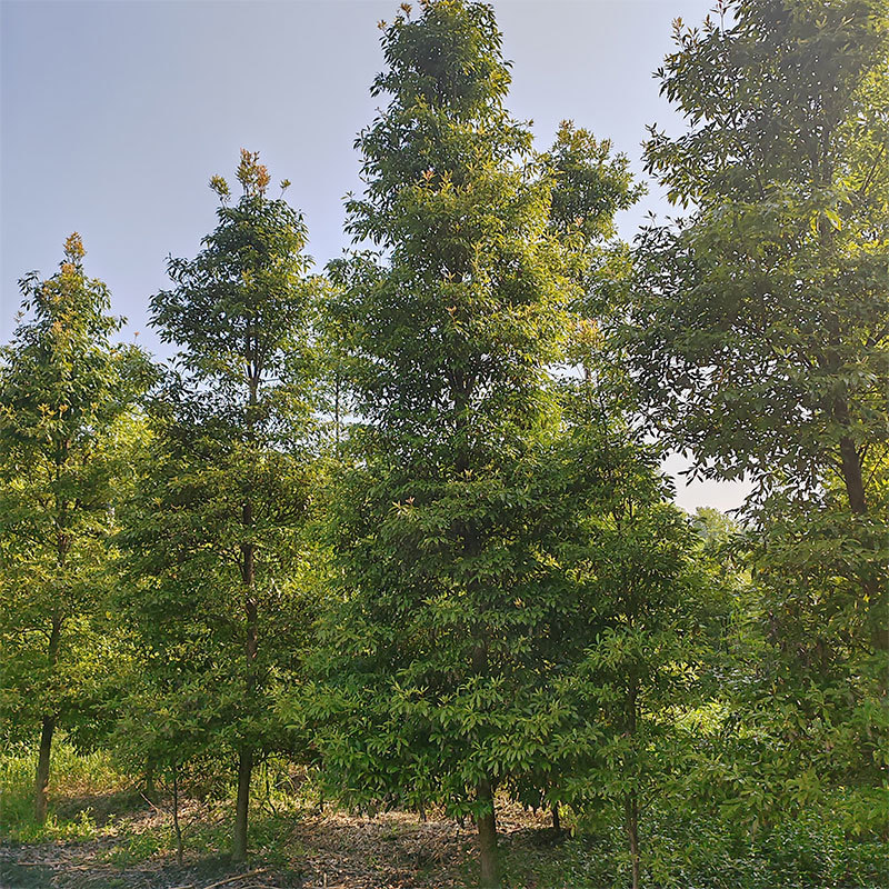 伟森园林基地直发10公分楠木树树形优美易栽植易存活