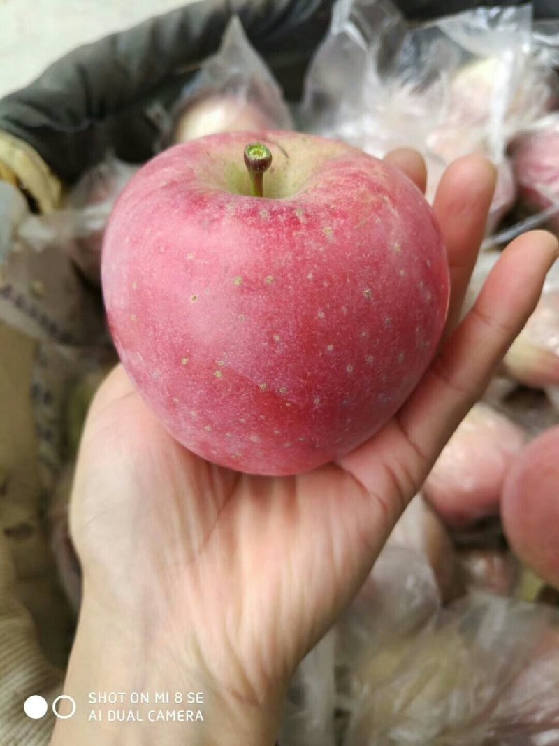 上东临沂蒙阴红富士苹果零售批发供应市场商超电商