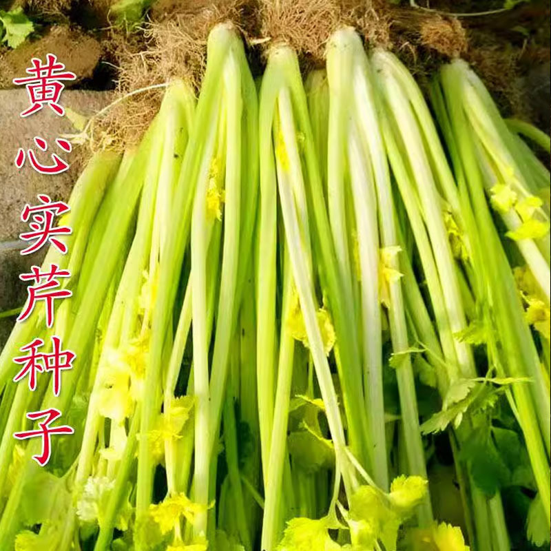 泰国黄心芹菜种子白骨黄心大叶芹菜小香芹种子春秋大田蔬菜种