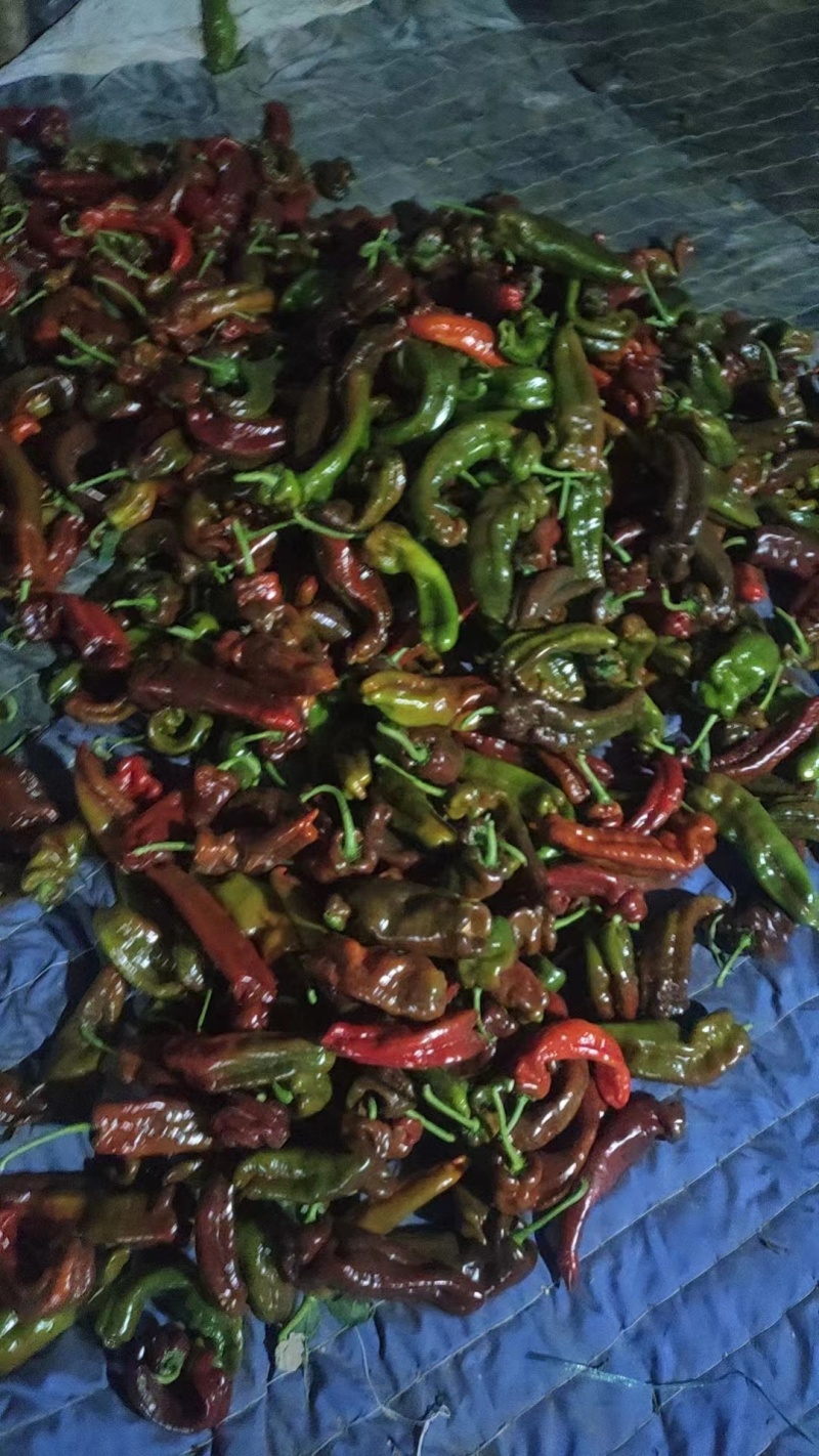 （降价了）河南彩椒，精品鲜辣椒，产地一手货源，可视频看货