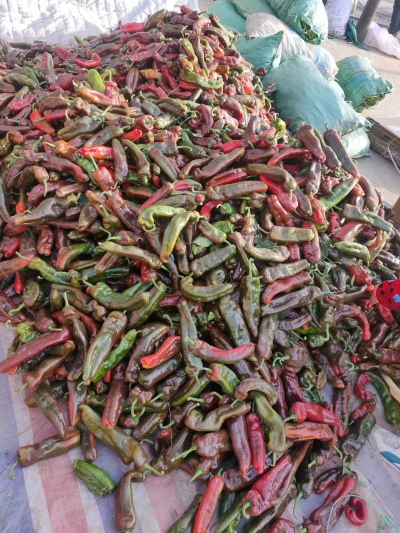（降价了）河南彩椒，精品鲜辣椒，产地一手货源，可视频看货