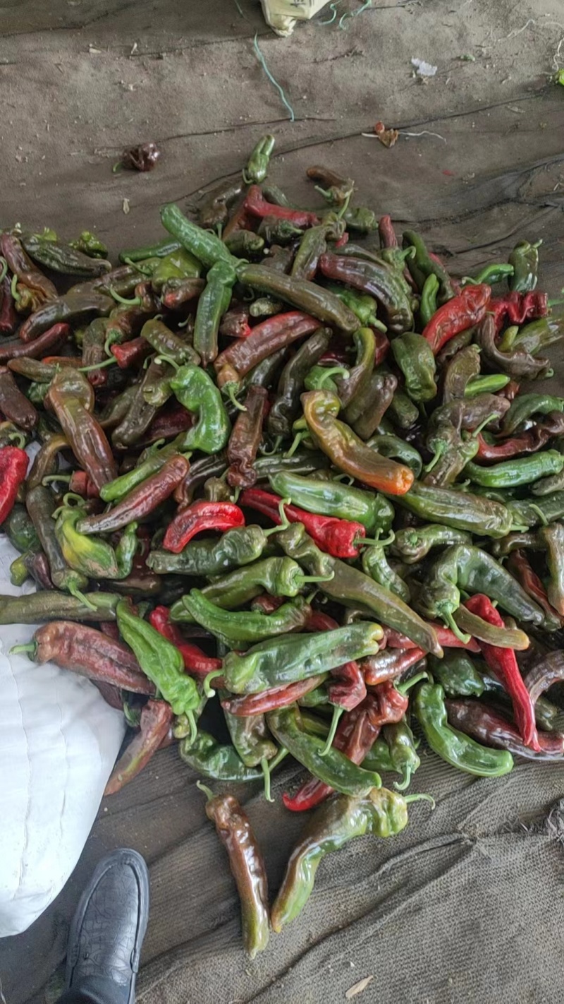 （降价了）河南彩椒，精品鲜辣椒，产地一手货源，可视频看货
