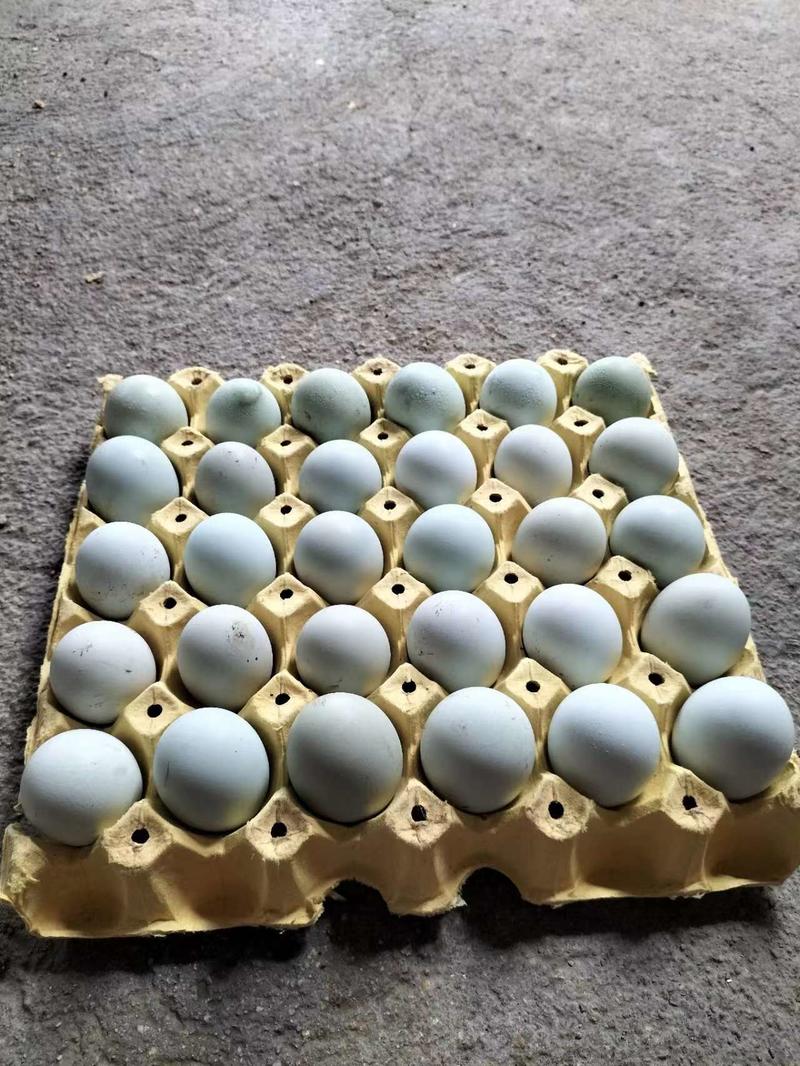 广东精品土鸡蛋大量供货自家养殖母鸡新鲜保质量大从优