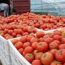 精品西红柿温州农场现摘现发品质保证对接全国市场商超