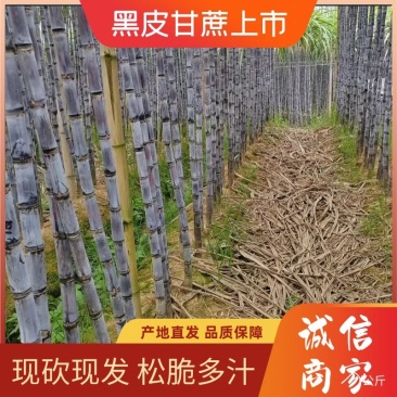云南黑皮甘蔗产地直发结巴均匀脆甜多汁现砍现发发货