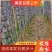 云南黑皮甘蔗产地直发结巴均匀脆甜多汁现砍现发发货