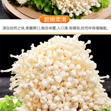 鲜金针菇/安徽合肥鲜金针菇/产地直发品质好自家工厂