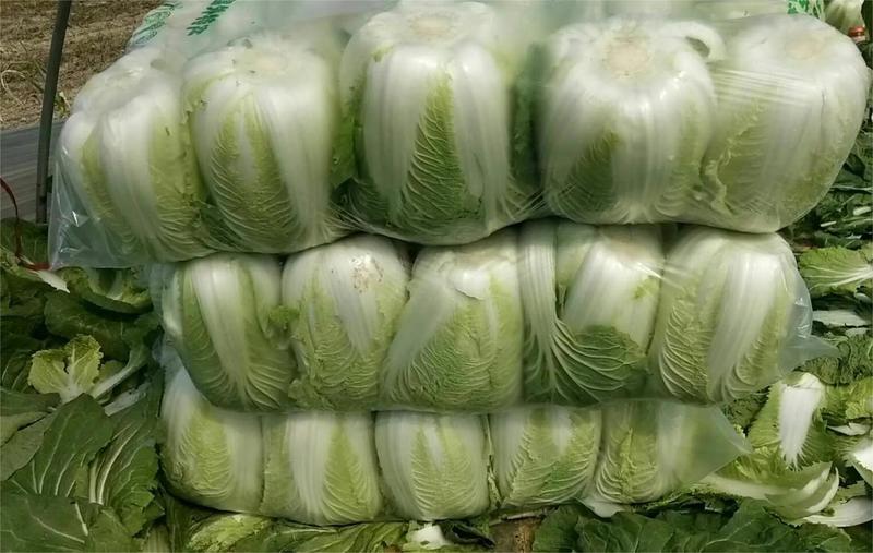 【推荐】河南精品大白菜产地大量供应价优保质欢迎合作