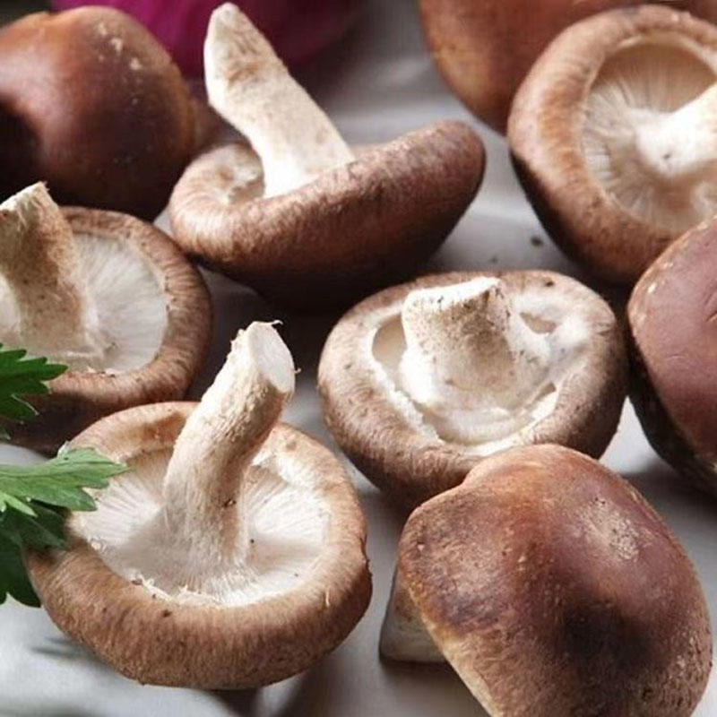 鲜香菇安徽合肥鲜香菇/产地直发品质好需要的老板联系