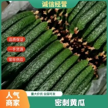 【密刺黄瓜】潍坊密刺黄瓜条形顺直卖相好顶花带刺产地直供电联