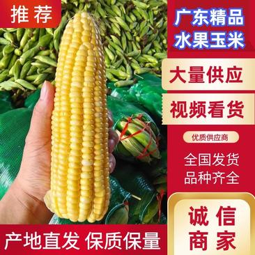 广东玉米精品甜玉米大量上市中供应各种商超视频看货全国直发
