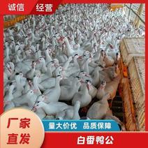 广东精选白番鸭养殖基地货源充足保质保量供应全国