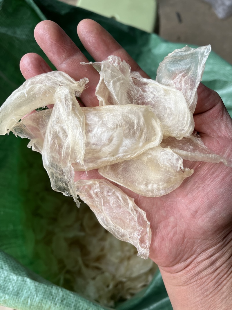 优质鱼泡鸡蛋胶大量上市诚信经营品质保证一手货源欢迎来电